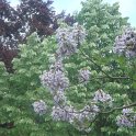 Paulownia tomentosa rameau fleuri